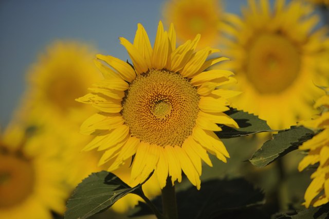 Sunflowers can brighten any sunny garden.