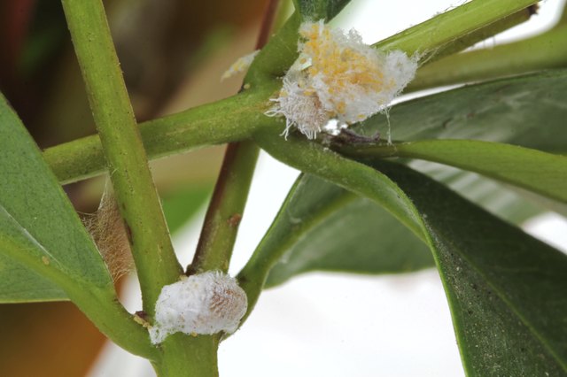 Insecticidal soaps can kill both adult insects and their eggs.