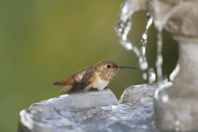 Moving water provides hummingbirds with essential baths.
