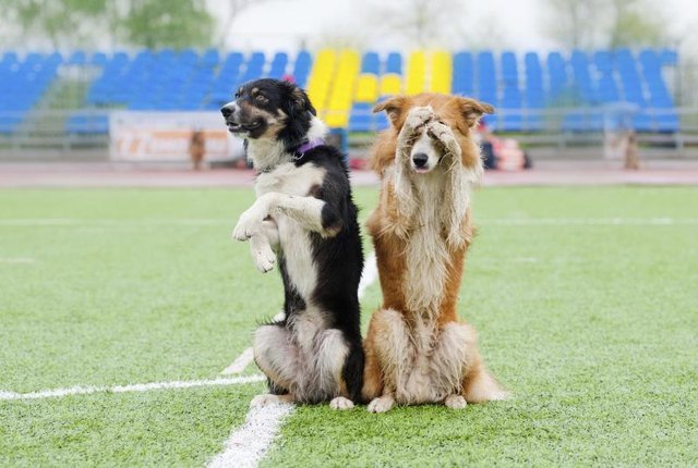 Two dogs are performing tricks.