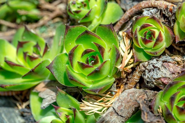 Common houseleek tolerates full or partial sun.