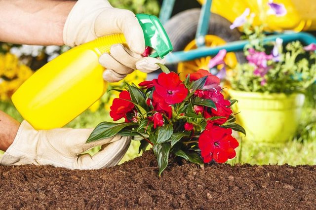 It's important to cover all areas of a plant when spraying it with an insecticide.