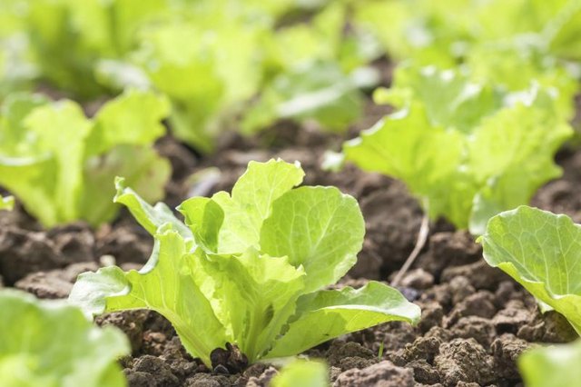 Lettuce plants in the ground