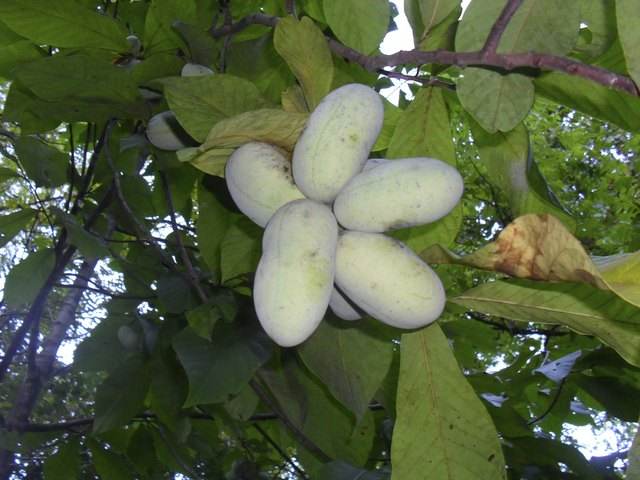 The paw paw is a familiar treat in the South.