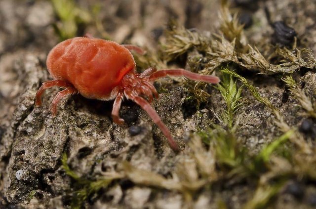 A close-up of a red chigger crawling over terrain.