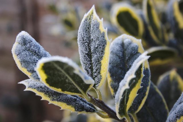 Frost on plant leaves