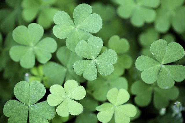 Symbolic green clovers grow in a patch.