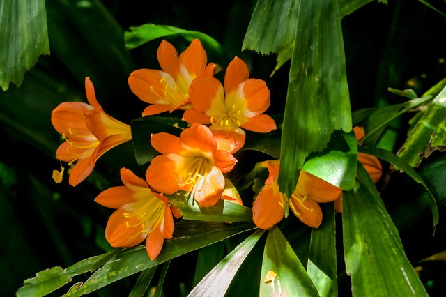 Bush lily, or fire lily, stands up to coastal conditions.
