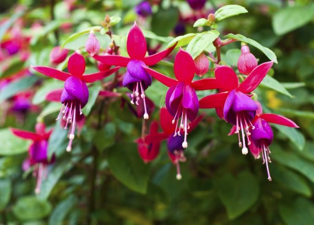 Fuchsia flowers in bloom