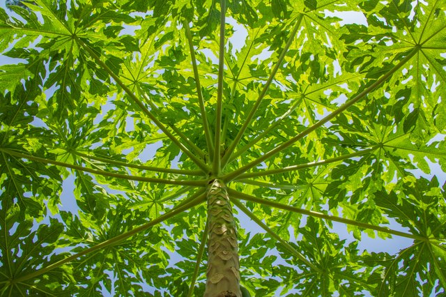 Standard papaya tree varieties can grow 30 feet high.