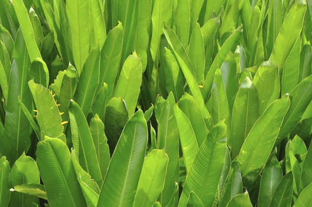 Remove tattered or brown leaves if you see them.