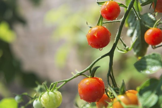 Garden tomato plant