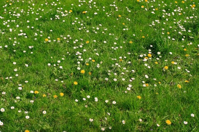 Weeds growing in a lawn