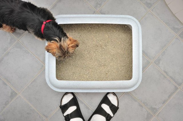 Yorkshire examining litter box.
