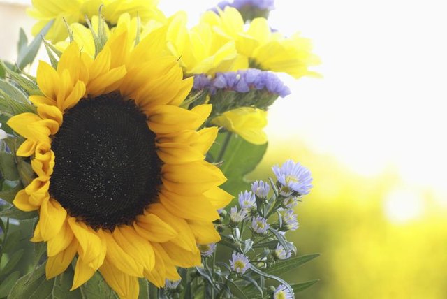 Aster fillers complement colorful, sunny blooms of its relative the sunflower (Helianthus spp.).