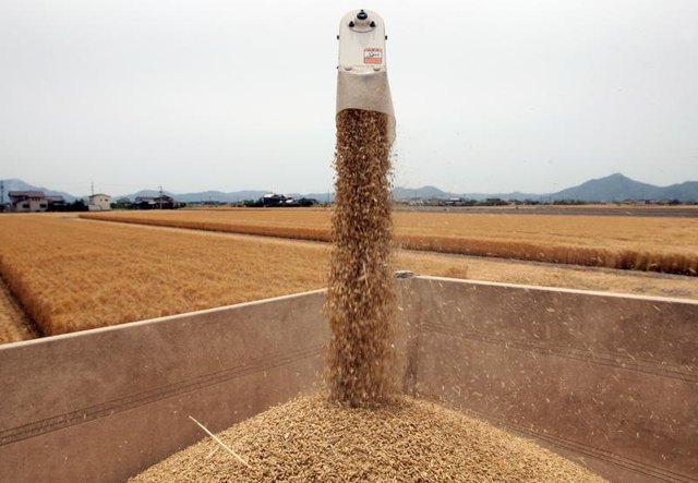 A combine harvester pours wheat kernals into bin