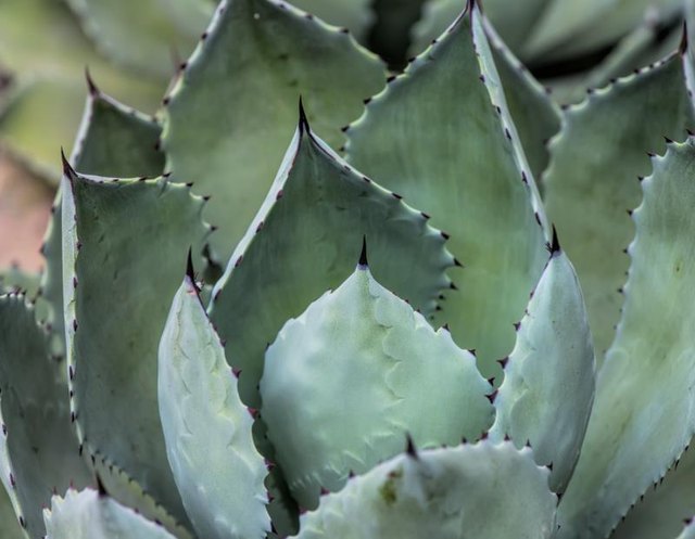 Agave plant