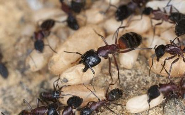Ant nest