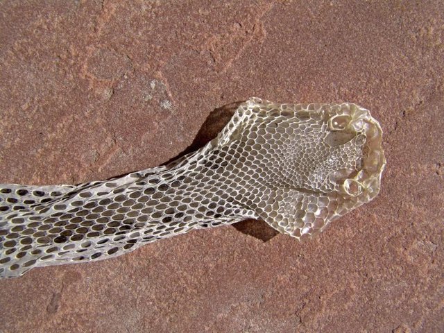 Skin of a snake after being shedded.