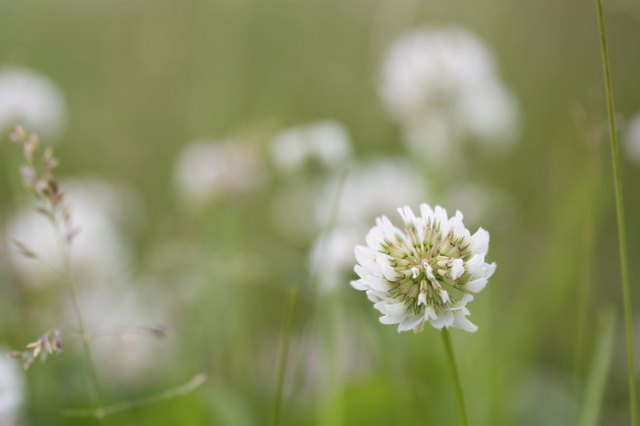 Clover blooms attract bees.