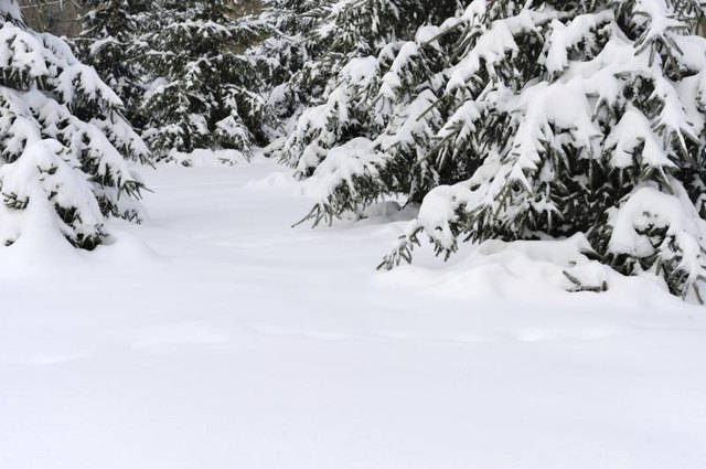 Evergreens in a snow covered backyard.
