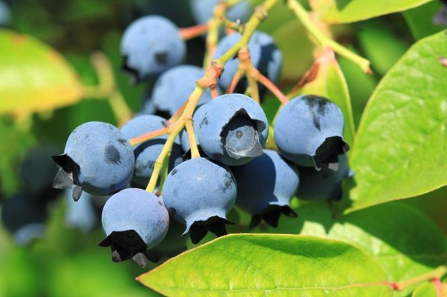 The fruit of a highbush blueberry plant.