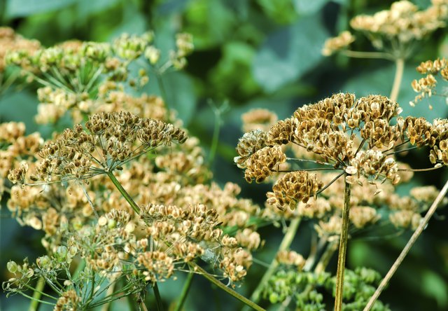 Goutweed came to the U.S. with European settlers.