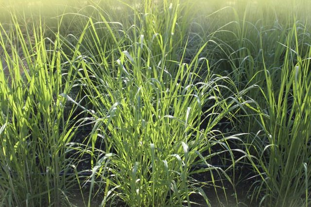 Switchgrass.