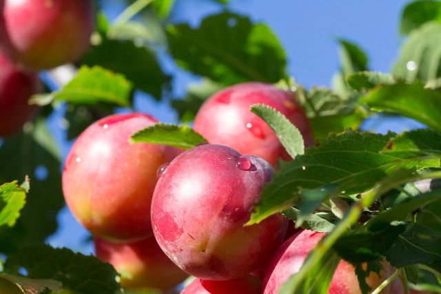 Plum trees are among the hardiest stone fruits.