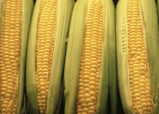 Fresh from the field, corn on the cob is the quintessential taste of summer.