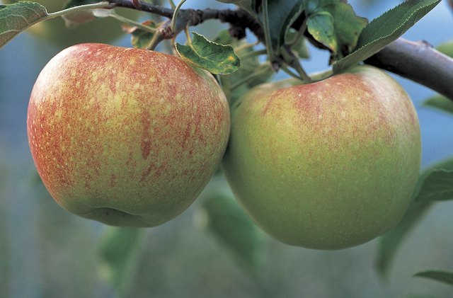 Apple trees thrive from California to Canada.