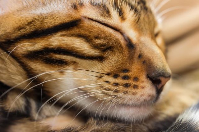 Face of a toyger sleeping