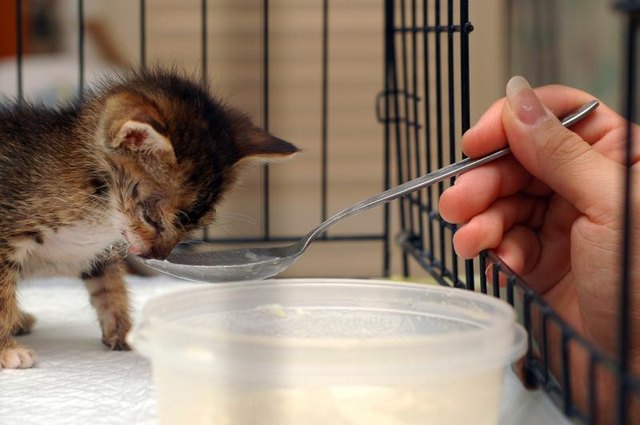 A man is feeding a rescued kitten.