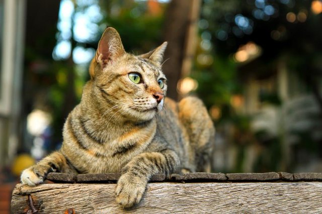 Tabby cat on outdoor patio deck