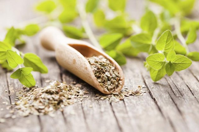 Small wooden scoop filled with dried oregano.