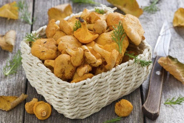 Basket of chanterelle mushrooms.