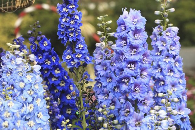 Large cluster of blue delphiniums.