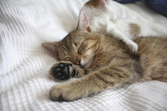 Cats are napping on the bed.