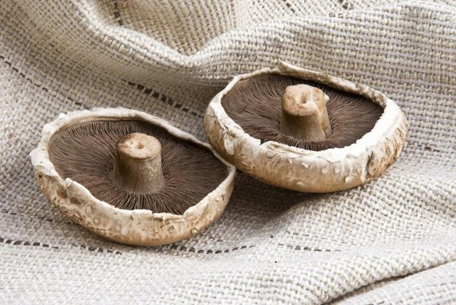 Two large portobello mushrooms.