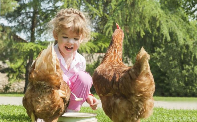 A young girl feeding chickens. A young girl feeding chickens.