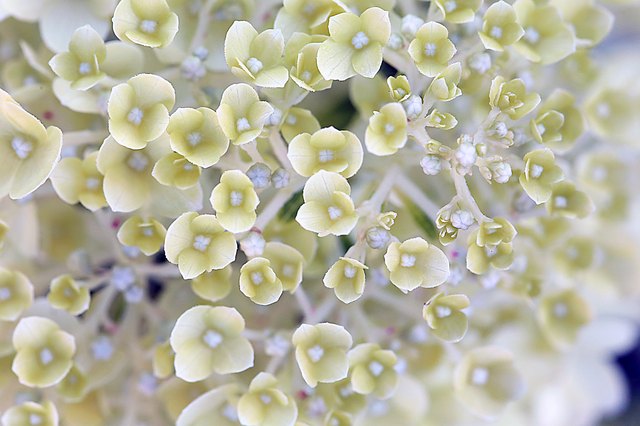 Despite heavy blossoms, panicle hydrangea doesn't need much water.