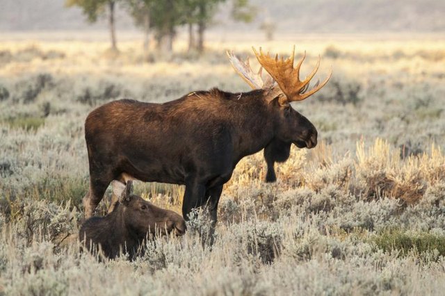 A bull moose standing in a field.