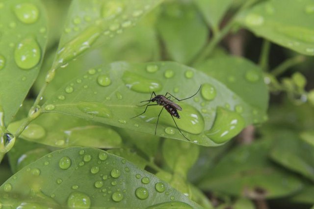 A close-up of a mosquito on a wet green leaf.