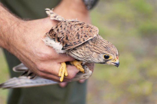 A falcon in the hands of a trainer.