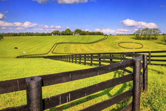 Large field of bluegrass. Large field of bluegrass.