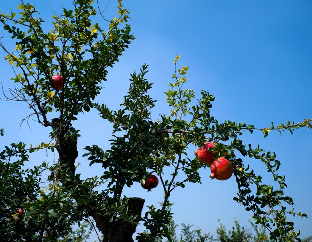 Pomegranate trees develop a weeping form.