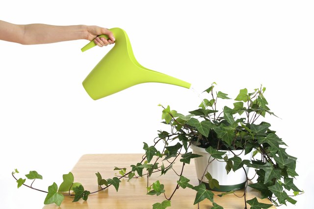 Overwatering increases a plant's susceptibility to root rot.