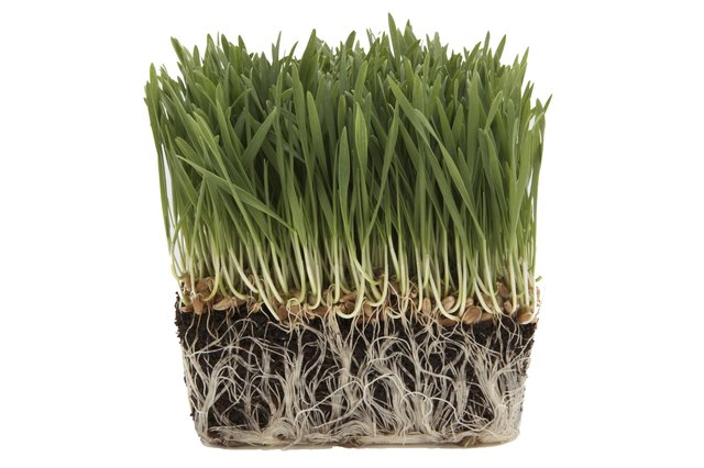 Healthy, white roots are easily seen against dark soil; unhealthy brown or black roots are harder to see.