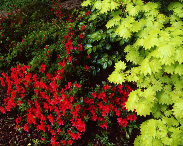 Healthy plants and trees need nutrients and protection from pests.