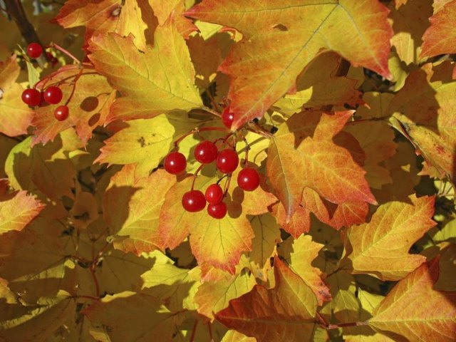 The colorful leaves and berries of a Brandywine bush.